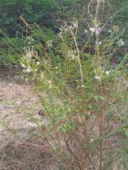Tarenaya longicarpa