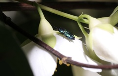 Bilyaxia concinna