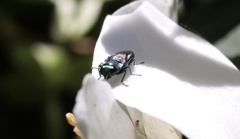 Bilyaxia