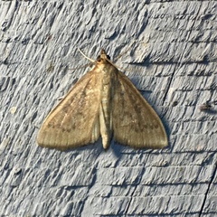 Framinghamia helvalis