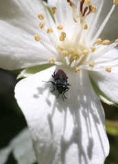 Bilyaxia