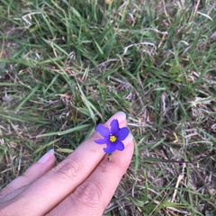 Sisyrinchium pruinosum