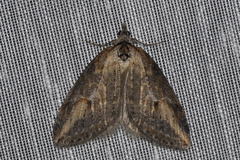 Chesias isabella