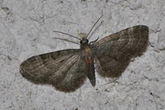 Eupithecia haworthiata
