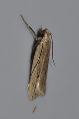 Acompsia tripunctella