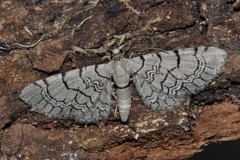 Eupithecia venosata