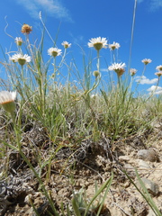 Erigeron ochroleucus