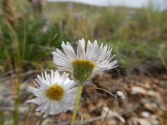 Erigeron ochroleucus