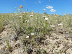 Erigeron ochroleucus