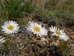 Erigeron ochroleucus