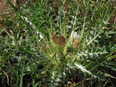 Cirsium rhizocephalum