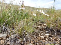 Erigeron ochroleucus