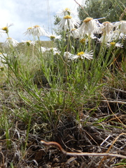 Erigeron pumilus