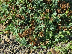 Sibbaldia parviflora