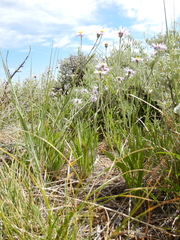 Erigeron eatonii