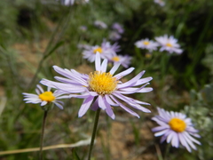 Erigeron eatonii