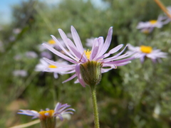Erigeron eatonii