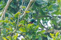 Cinnyris fuelleborni