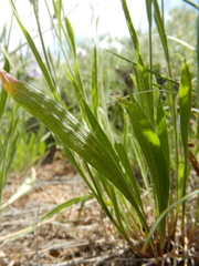 Erigeron eatonii