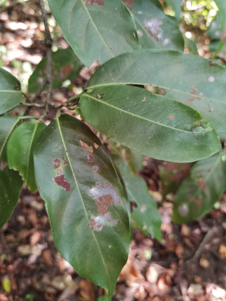 Coccoloba guanacastensis
