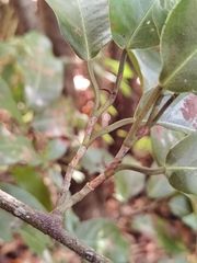 Coccoloba guanacastensis