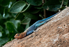 Agama lionotus