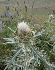 Cirsium macrobotrys
