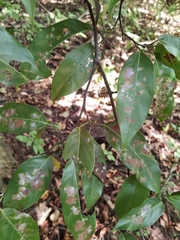 Coccoloba guanacastensis