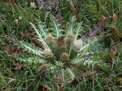 Cirsium rhizocephalum