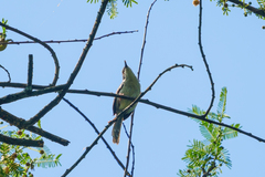 Apalis melanocephala