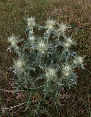Cirsium macrobotrys