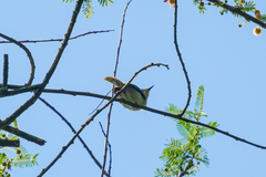 Apalis melanocephala