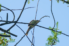 Apalis melanocephala