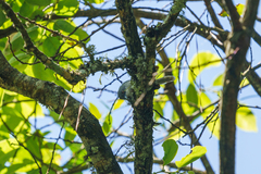 Apalis melanocephala