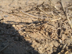 Dociostaurus jagoi occidentalis