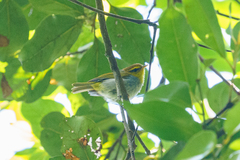 Phylloscopus ruficapilla
