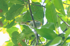 Phylloscopus ruficapilla