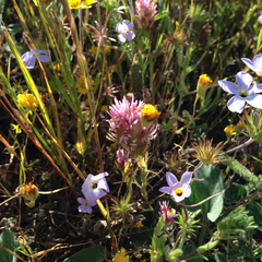 Castilleja densiflora