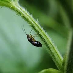 Liocoris tripustulatus