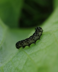 Aphelia