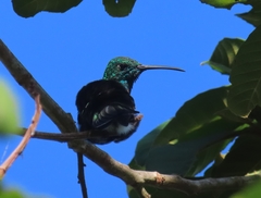 Anthracothorax viridis