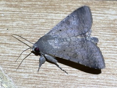 Pandesma muricolor