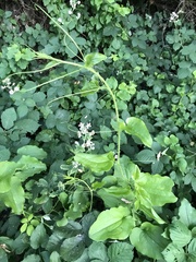 Smilax californica