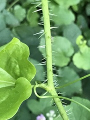 Smilax californica