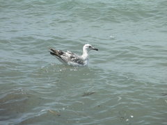 Larus michahellis