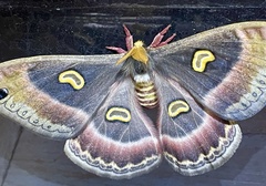 Epiphora kipengerensis