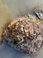 Stoechospermum polypodioides