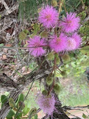 Mimosa claussenii