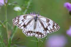 Melanargia halimede