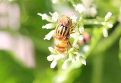 Eristalinus quinquestriatus